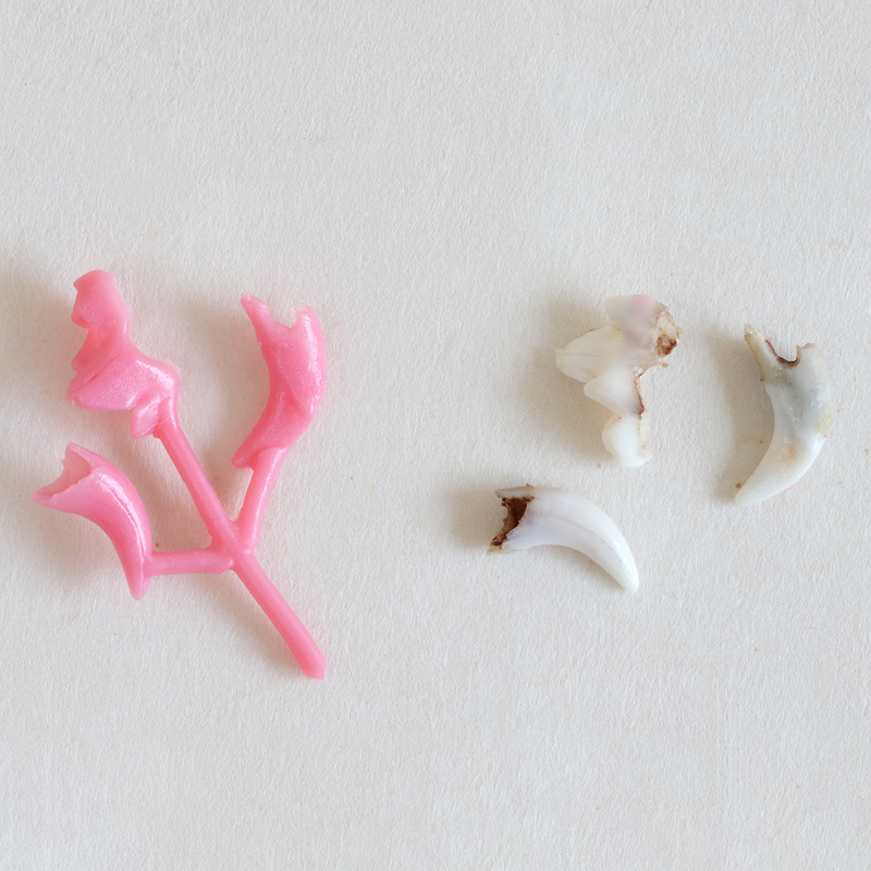 Ethical Jewellery & Engagement Rings Toronto - Puppy Teeth Charms - FTJCo Fine Jewellery & Goldsmiths